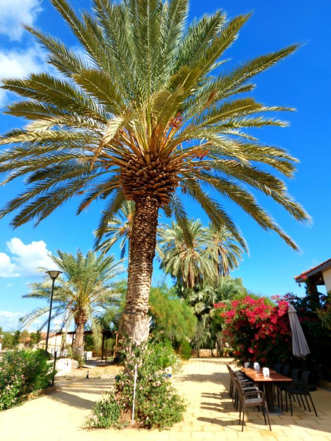 Golden Palms Guest House & Cafe Αμμόχωστος Εξωτερικό φωτογραφία