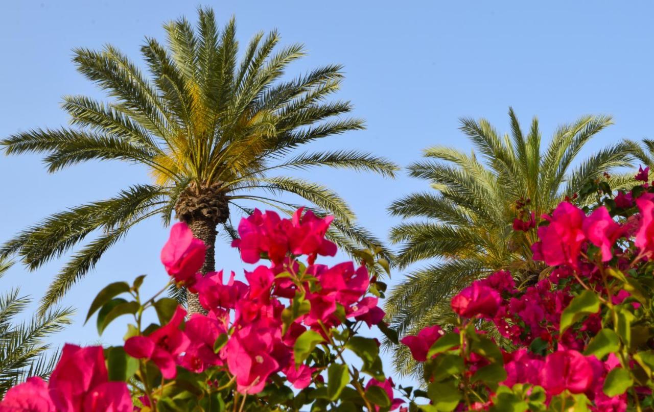 Golden Palms Guest House & Cafe Αμμόχωστος Εξωτερικό φωτογραφία
